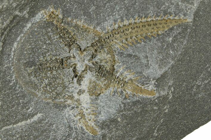 Ordovician Brittle Star (Ophiura) - Morocco #365274